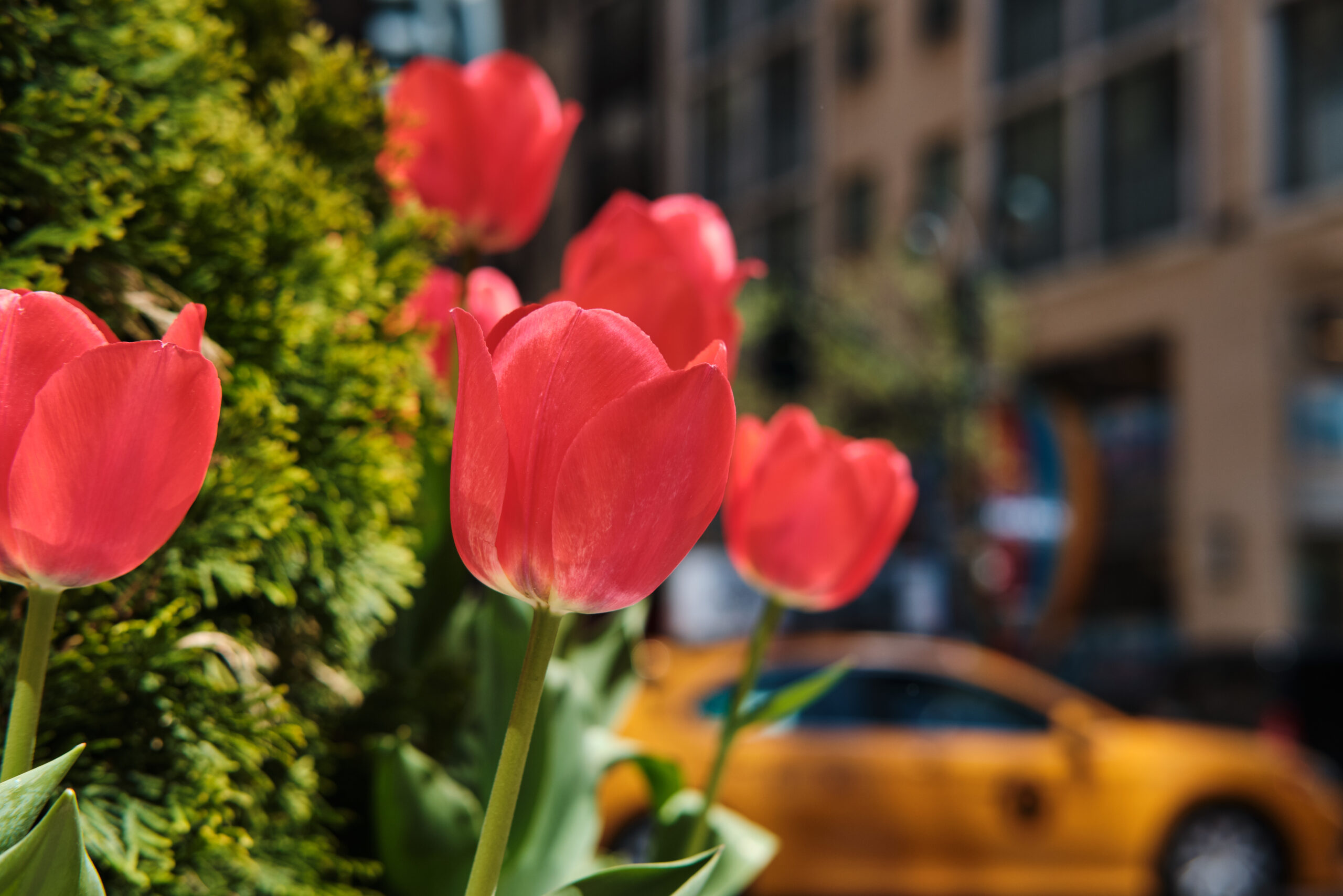 Red tulips in New York City in spring yellow taxi