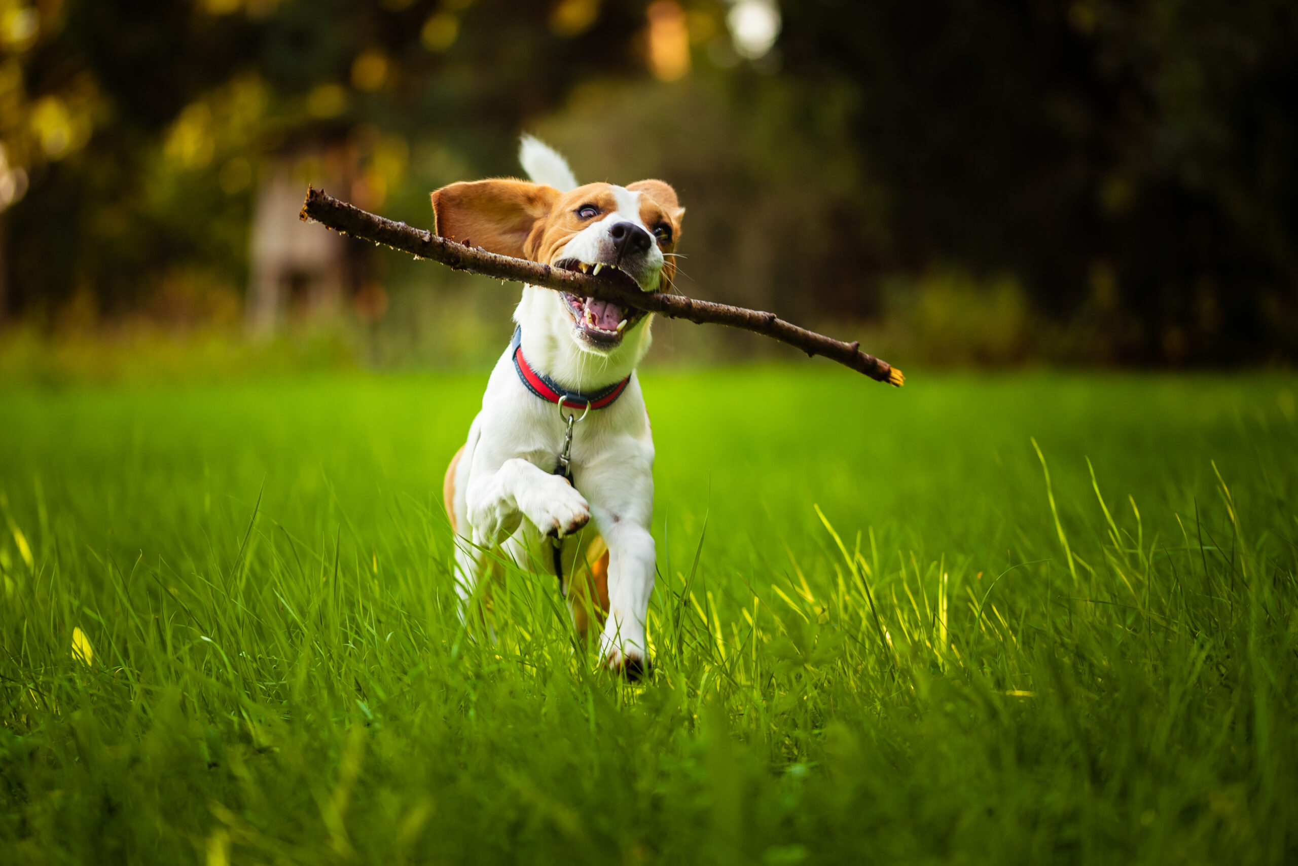 Beagle dog fun on meadow in summer outdoors run and jump with stick in mouth fetching towards camera