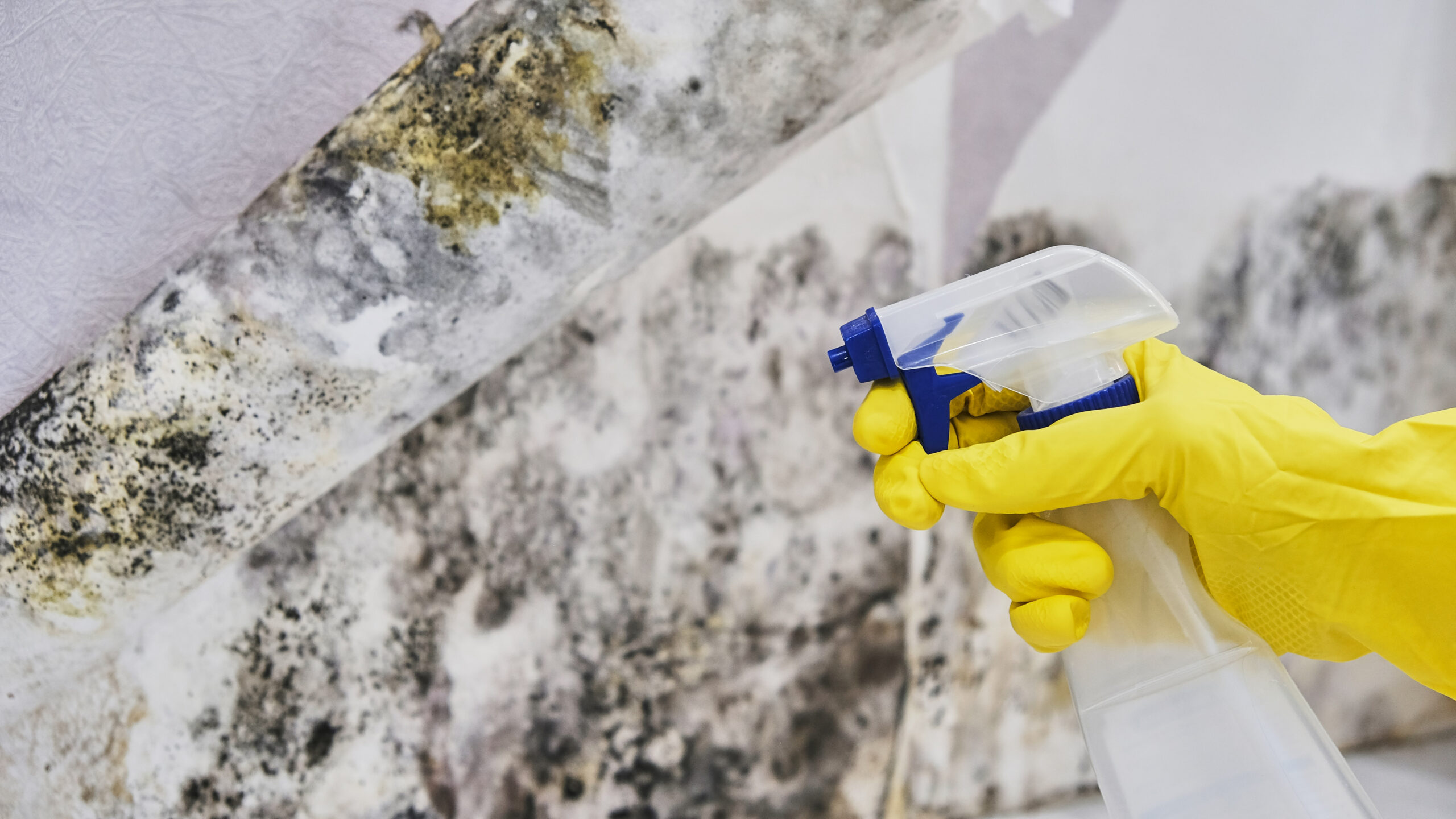 Close-up Of A Shocked Woman Looking At Mold On Wall